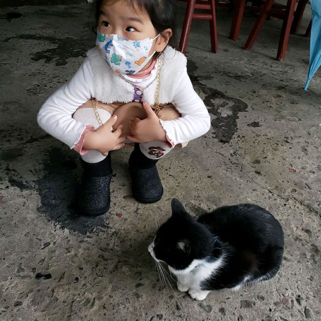 愛貓成癡【新北瑞芳】猴硐貓村