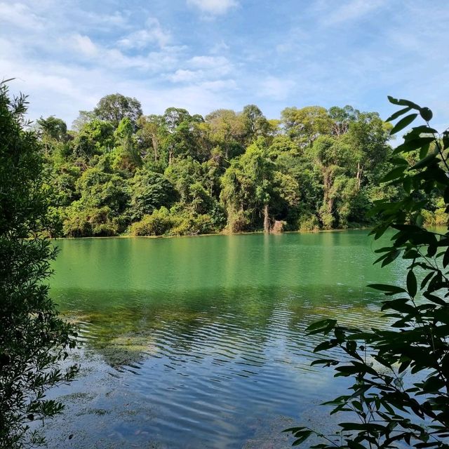 The Macritchie Petai Trial - Photo Ed