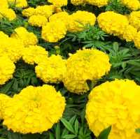 #香港動植物公園#波斯菊