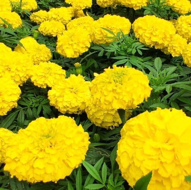 #香港動植物公園#波斯菊