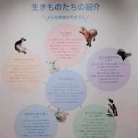 ニフレル　familiarコラボ