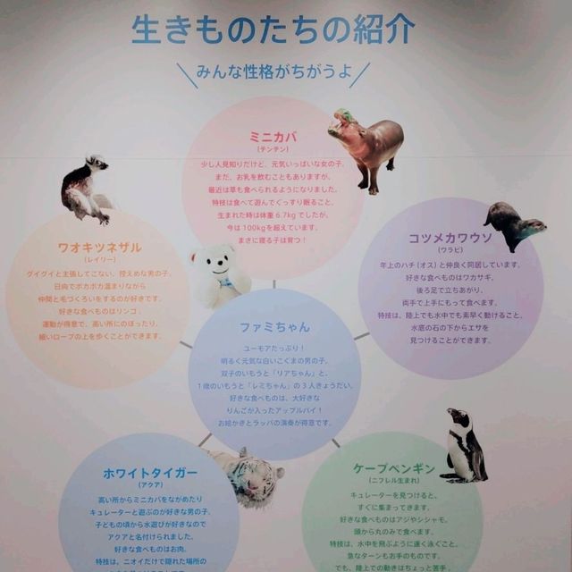 ニフレル　familiarコラボ