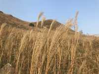 秋季芒草行🌾🌾