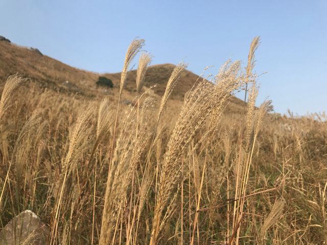 秋季芒草行🌾🌾 秋季芒草行🌾🌾