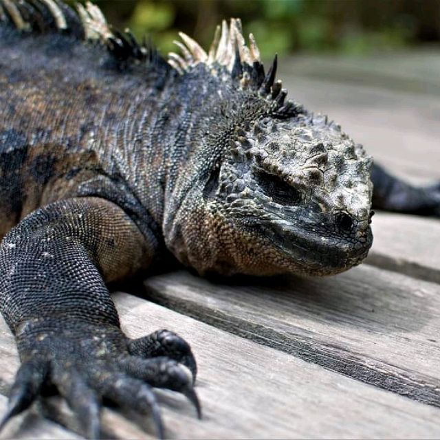 【ガラパゴス諸島】動物好きにはたまらない島！