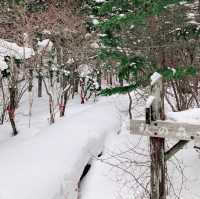 利尻　森林公園