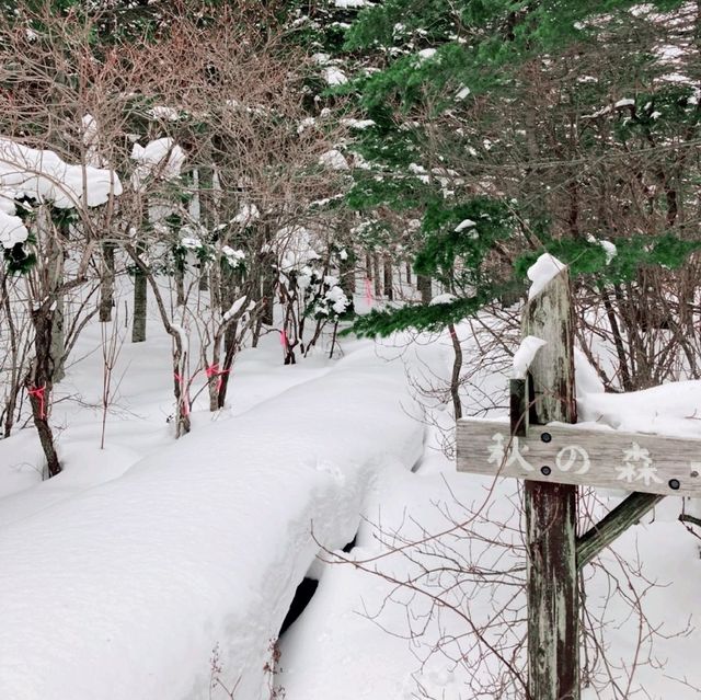 利尻　森林公園