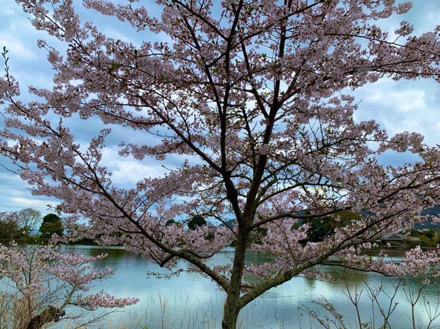 京都　KYOTO SAKURAめぐり❗️大覚寺の桜に感動❗️