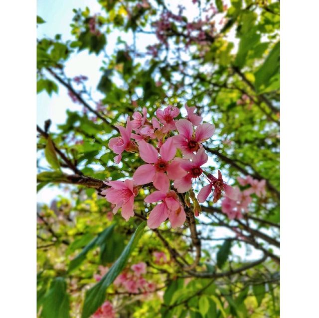富士櫻。單車公園