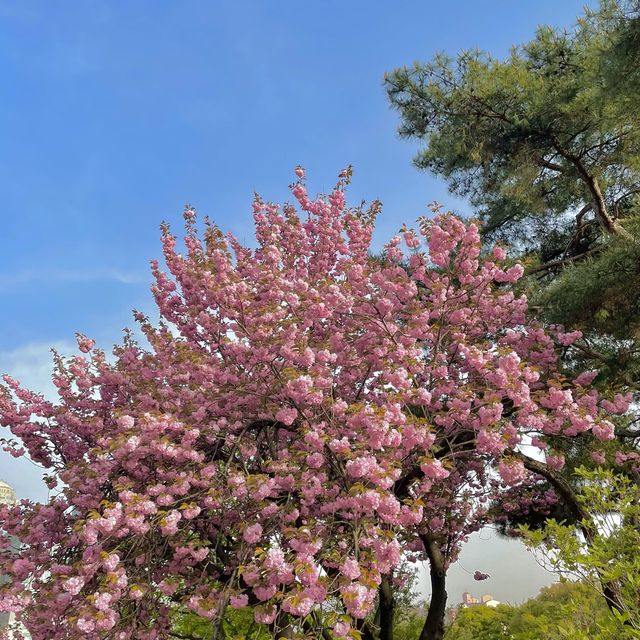 서울 겹벚꽃 명소, 보라매공원