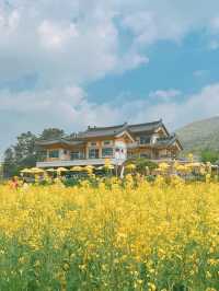 경주에서 유채꽃 풍경 제일 예쁜 카페🌼