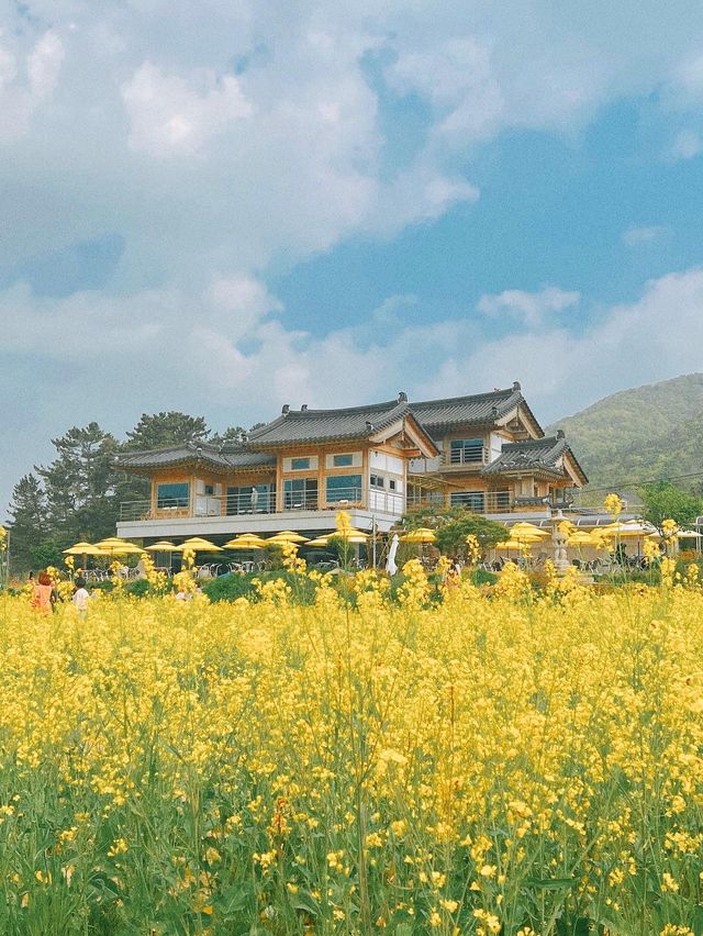경주에서 유채꽃 풍경 제일 예쁜 카페🌼