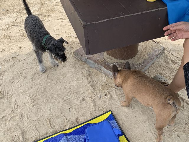 Pet Friendly Beach