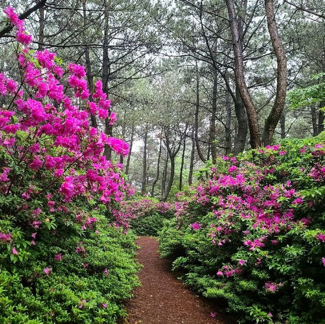 제주 해암숲 걸어보았습니다.