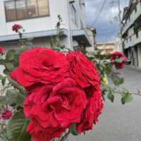 崇禅寺駅近くの公園でまったり