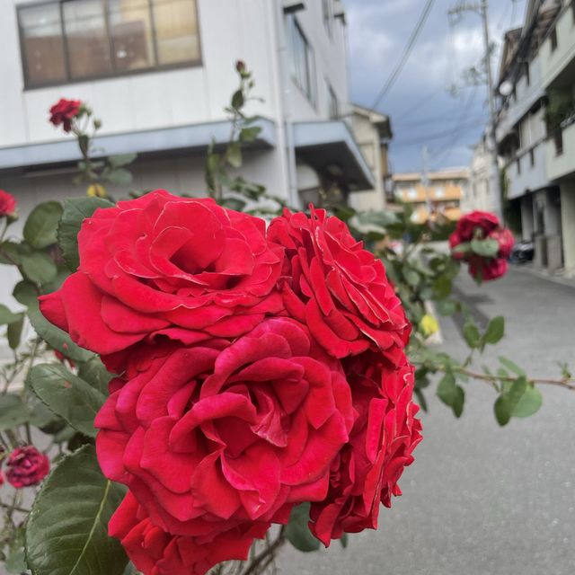 崇禅寺駅近くの公園でまったり