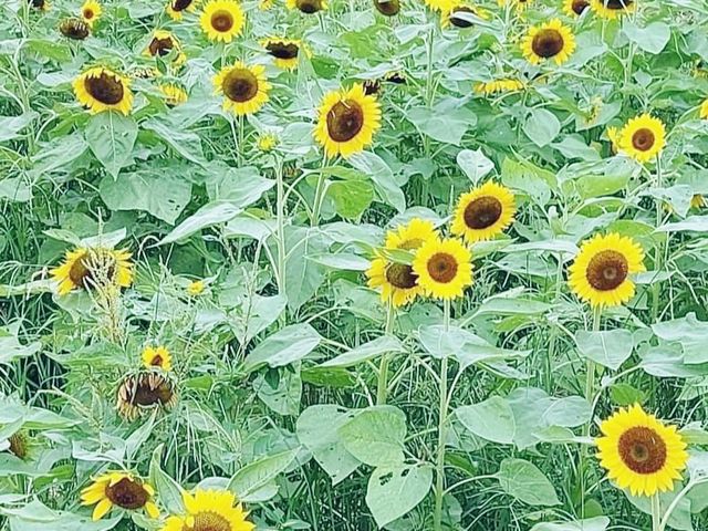 信芯園賞花好去處