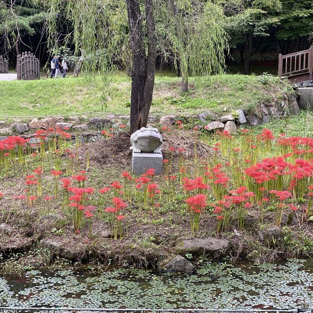 [전라도][영광] 불갑사 상사화 꽃 축제🌺