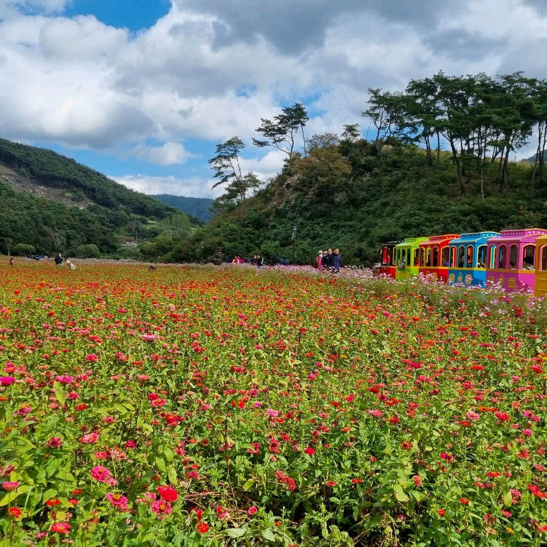 If you want to see natural autumn flowers, Gujeolcho Theme Park is the place to visit.