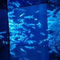 Ocean Park Hong Kong