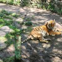 davao crocodile Park is a scaly experience 