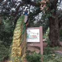 加州 Arcadia Arboretum