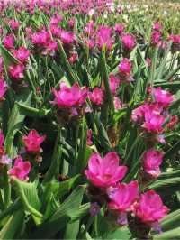 卓蘭山林間的花卉園區 花露農場 Flower Home