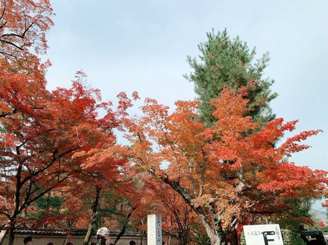 京都[紅葉めぐり]    　ー獅子吼の庭ー　宝厳院にて心を癒す