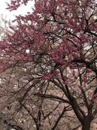 [뚝섬한강공원] 벚꽃놀이는 바로 한강🌸