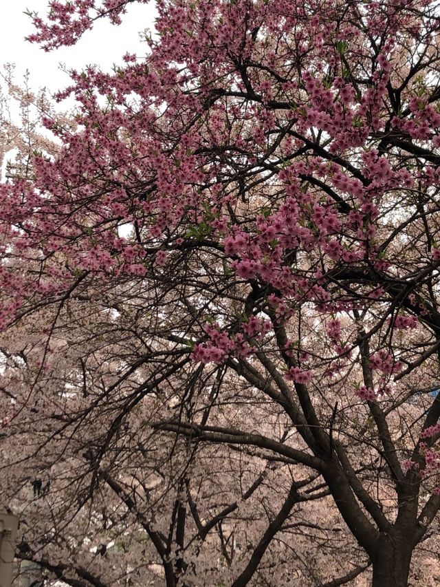 [뚝섬한강공원] 벚꽃놀이는 바로 한강🌸