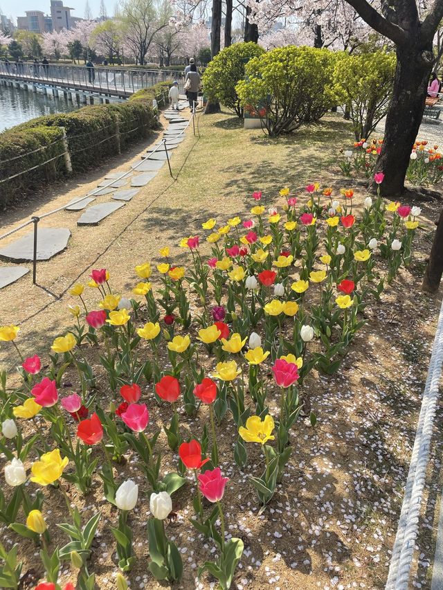김해 벚꽃 명소
