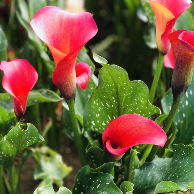 桃園彩色海芋季🌈芋見愛神💘真愛滿天下