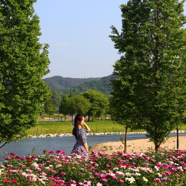 알록달록 끝없이 펼쳐지는 작약꽃밭🌺💗