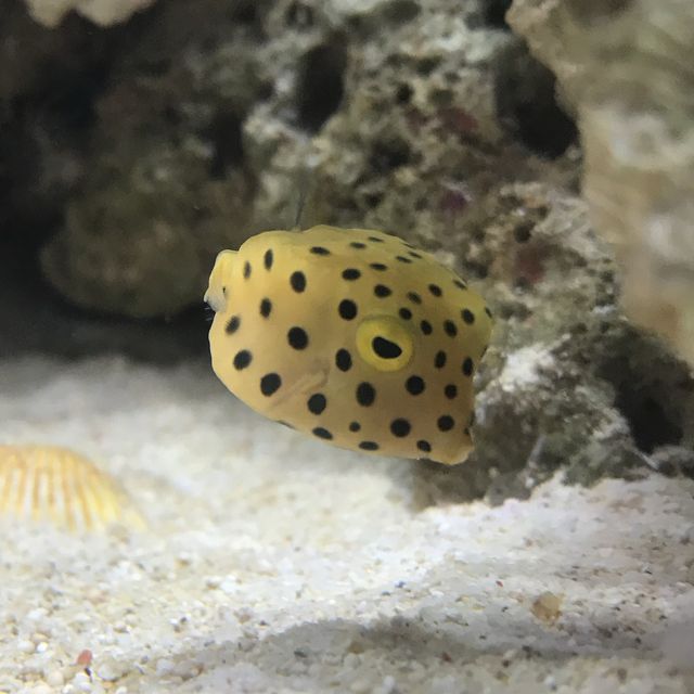 神秘的な深海魚たち🐟