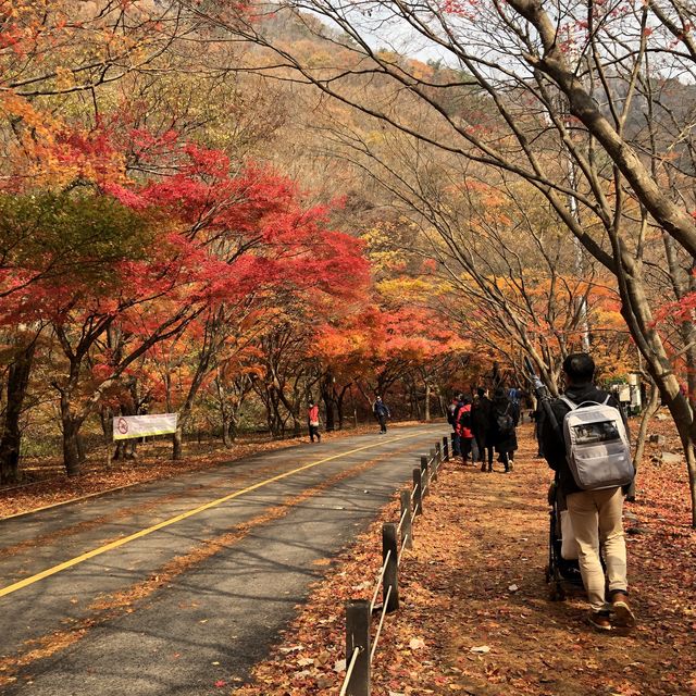 Final foliage in 2018