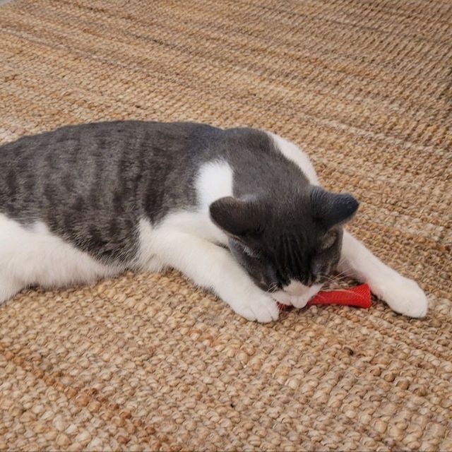 캐나다 고양이 카페 