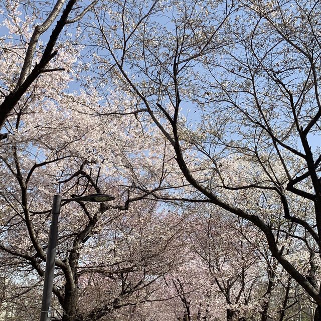 석촌호수만 핫플이랴! 중랑천도 핫플이다!