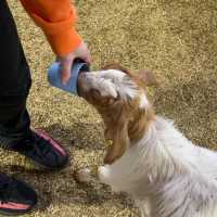 Melbourne Royal Show 