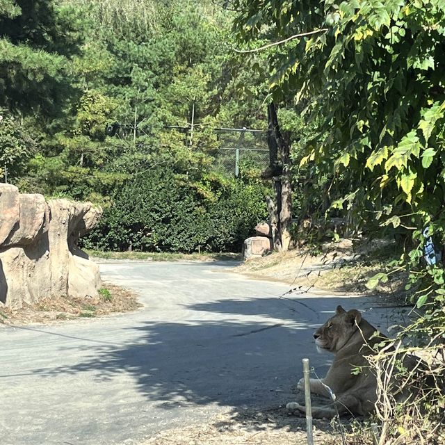 맹수 친구들이 눈앞에..!!! 에버랜드 사파리월드🐅