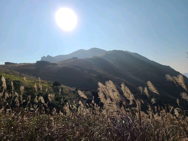 【秋冬賞芒系列~大東山🌾】