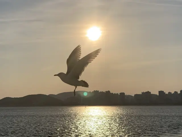 Catch the Sunset with Seagulls 