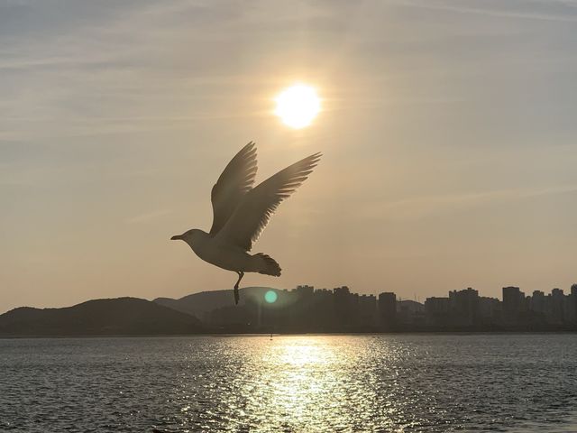 Catch the Sunset with Seagulls 