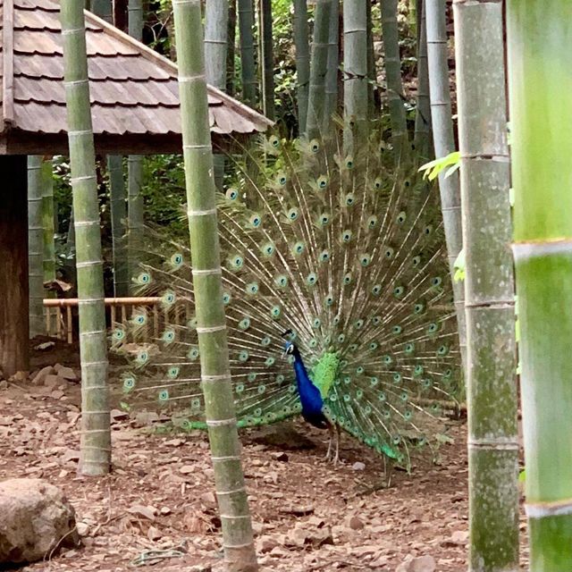 Nanshan Bamboo Sea - Liyang - Changzhou 