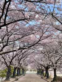 벚꽃 터널이 아름다운 올림픽공원 송파둘레길🌸