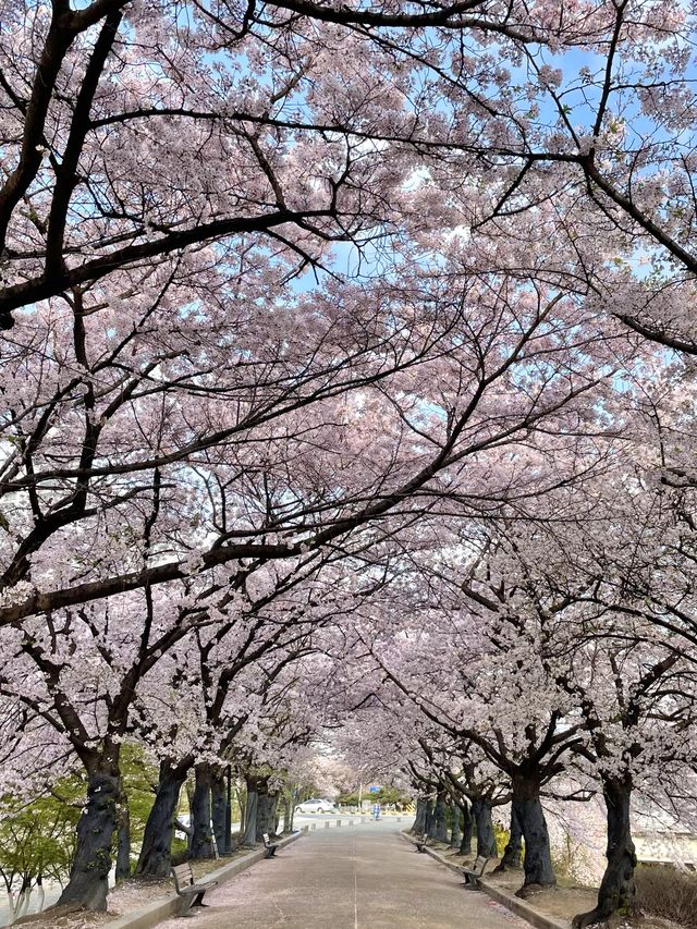 벚꽃 터널이 아름다운 올림픽공원 송파둘레길🌸