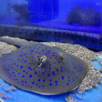 Aquarium Cuter
