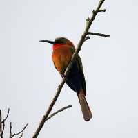 21 day Uganda safaris,wildlife and adventure 