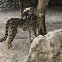 Al Areen Wildlife Park & Reserve