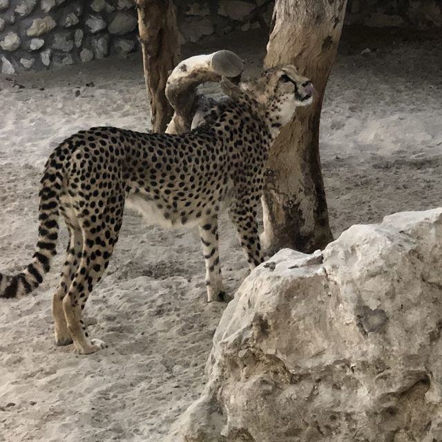 Al Areen Wildlife Park & Reserve