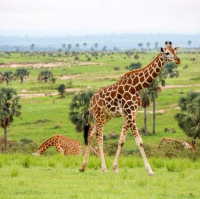 21 day Uganda safaris,wildlife and adventure 